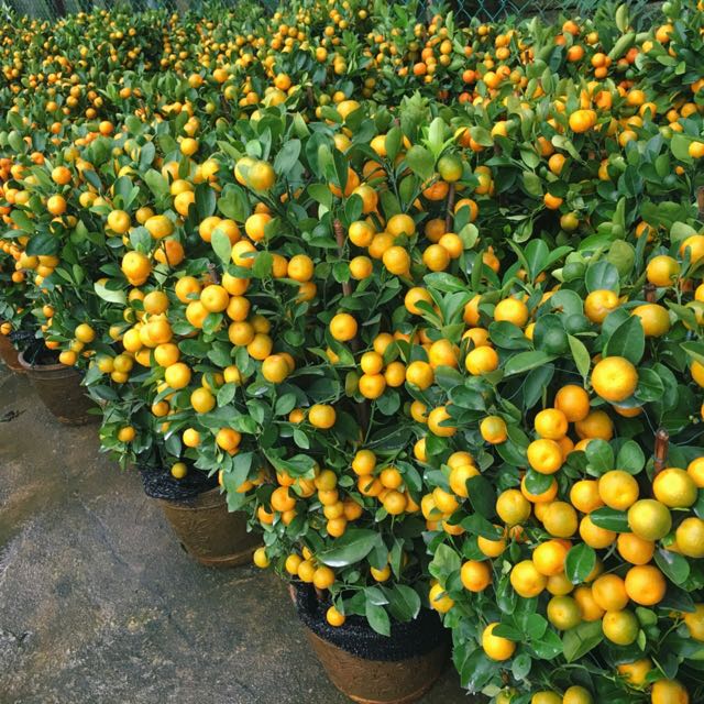 🍊CNY PlantOrange Trees😍 (Aka Four Season Lime. 1m Tall. Must Have