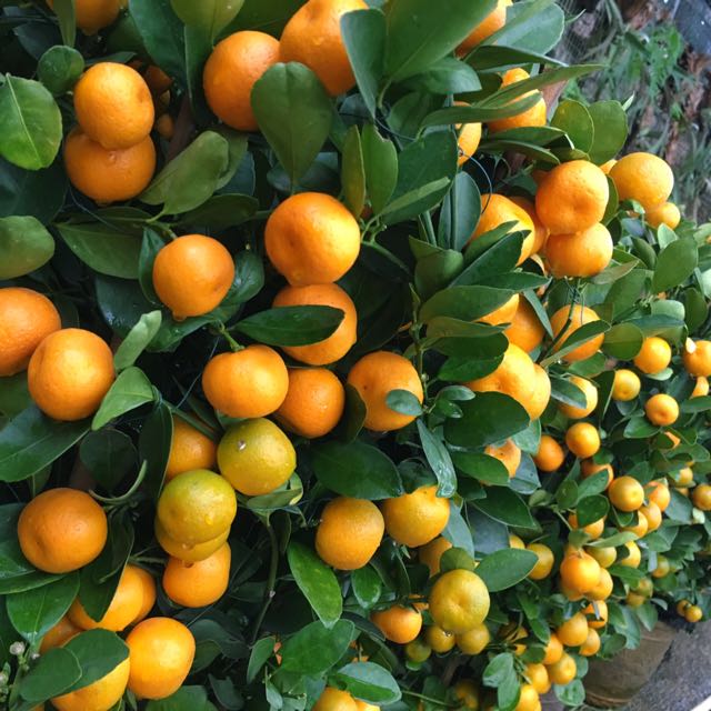 ðŸŠCNY Plant-Orange TreesðŸ˜ (Aka Four Season Lime. 1m Tall. Must Have!!), Gardening on Carousell