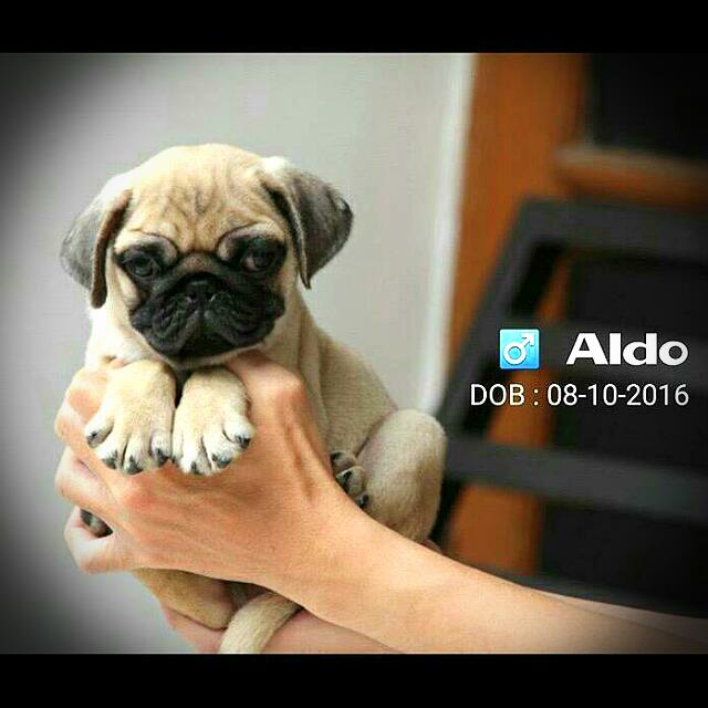 Mini Pug Puppy Puppies Anak Anjing Pug Babies Kids Others