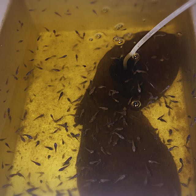 Betta fry sales for sale
