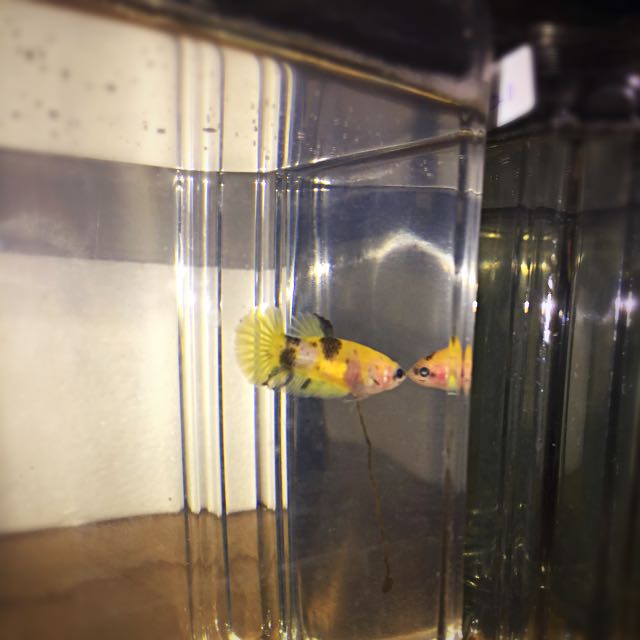 Betta fry for sale shop