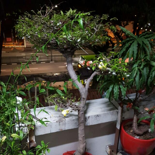 Water Jasmine Plant Gardening On Carousell