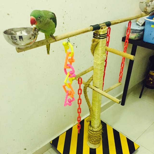 Birds Stand / Perch (Custommade) 50, Pet Supplies, Homes & Other Pet