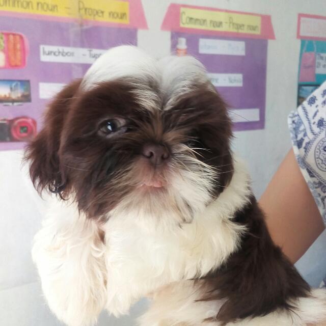 SHIH TZU PUPPIES FOR SALE