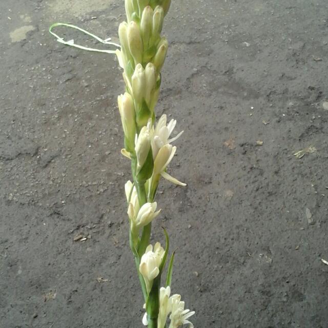 Bunga Sedap Malam Super Perkebunan Di Carousell