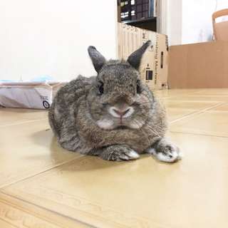 (Category: ) located in . Submitted by fluff_bear (Listing ID 84727806, Image 1). Description: .