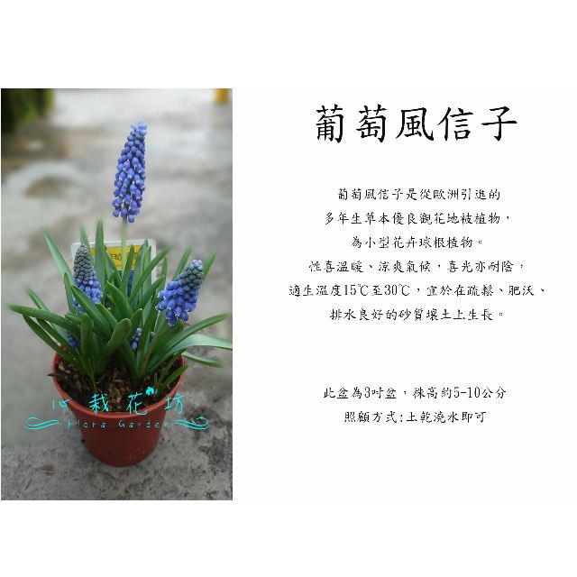 心栽花坊 葡萄風信子 紫花小叮噹 球根植物 開花植物 小品 售價1特價100 居家生活 園藝在旋轉拍賣