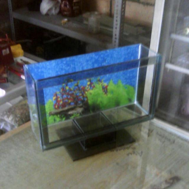 Aquarium Cantik Model Lcd Pet Supplies Accessories On Carousell