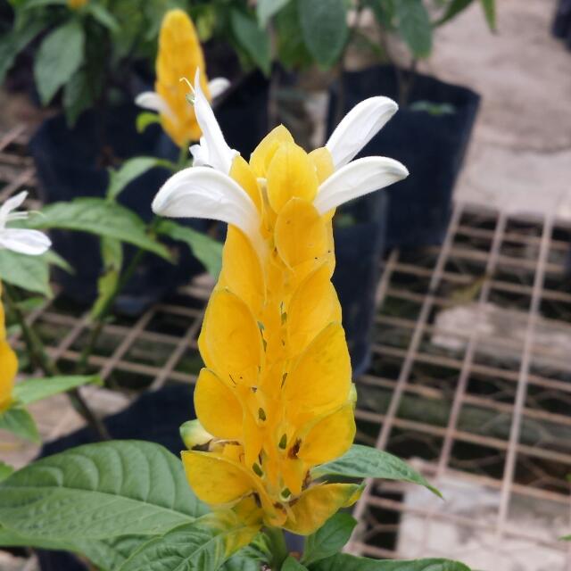 Plant Pachystachys Lutea Lollypop Plant Golden Candle Or Shrimp Plant 17cm Pot Gardening On Carousell