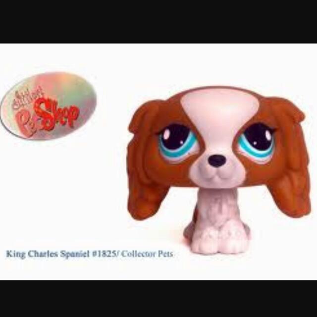 Lps king store charles spaniel