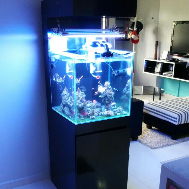 20inch Cube Tank With Display Cabinet (PENDING COLLECTION), Pet ...