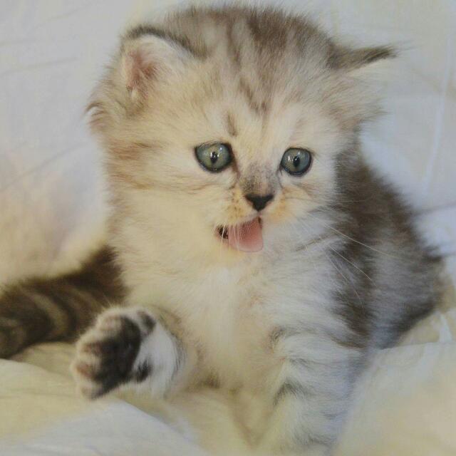 Pure outlet persian kitten