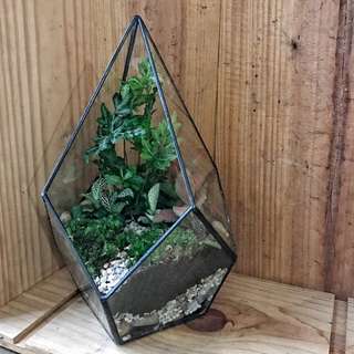 Geometric Terrarium II