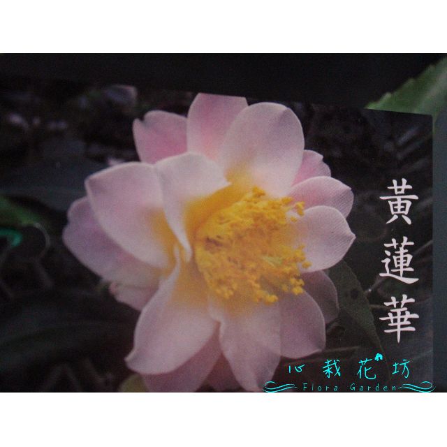 心栽花坊 黃蓮華 茶花 茶花苗 小品 售價60特價50 居家生活 園藝在旋轉拍賣