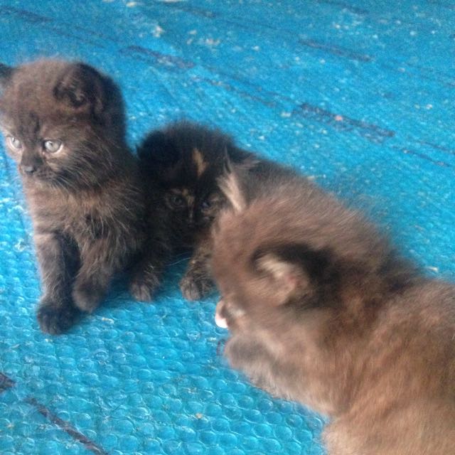 Anakan Kucing Himalaya Dgn British Short Hair Perlengkapan Hewan Aksesoris Hewan Di Carousell