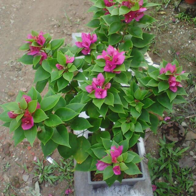Langkah Langkah Membuat Bonsai Bunga Kertas Bagi Pemula