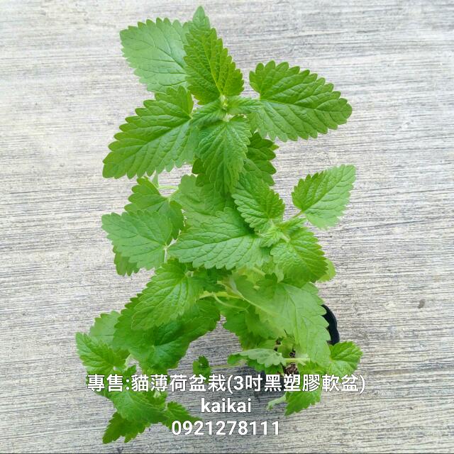 貓薄荷盆栽 3吋黑塑膠軟盆 貓咪喜歡貓薄荷 居家生活 園藝在旋轉拍賣