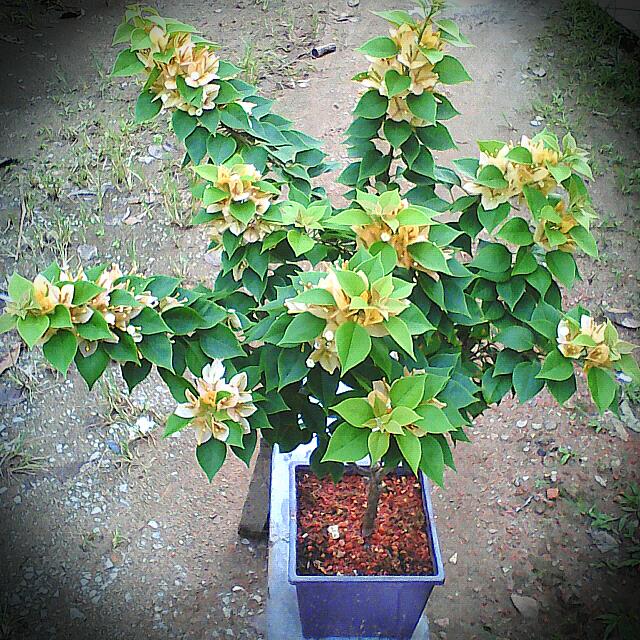 Bougainvillea Ninja Turtle Bunga Kertas Sirih Junjung Bunga Warna Kuning Home Furniture Gardening On Carousell