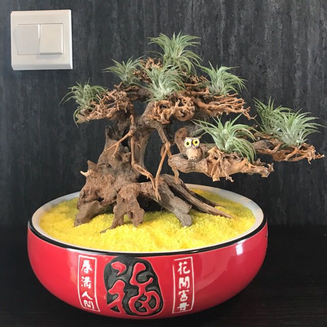 Bonsai Airplant, Furniture & Home Living, Gardening, Plants & Seeds on