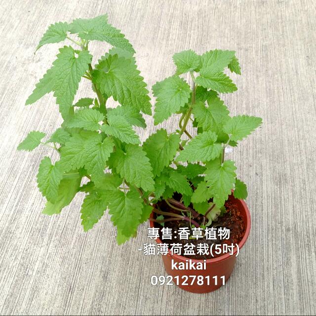 貓薄荷盆栽 5吋 貓咪喜歡貓薄荷 居家生活 園藝在旋轉拍賣