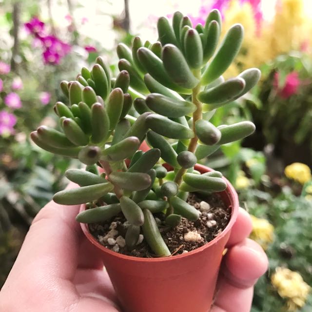 Crassula Succulent Jelly Beans Sedum Rubrotinctum Gardening On Carousell