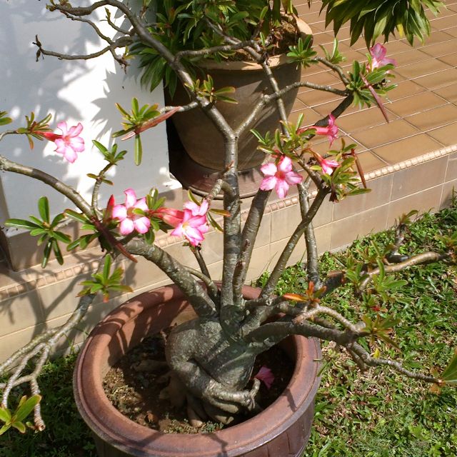 Desert Rose Adenium Arabicum Seeds/ Fu Gui Hua-Prosperity Flower Seeds ...