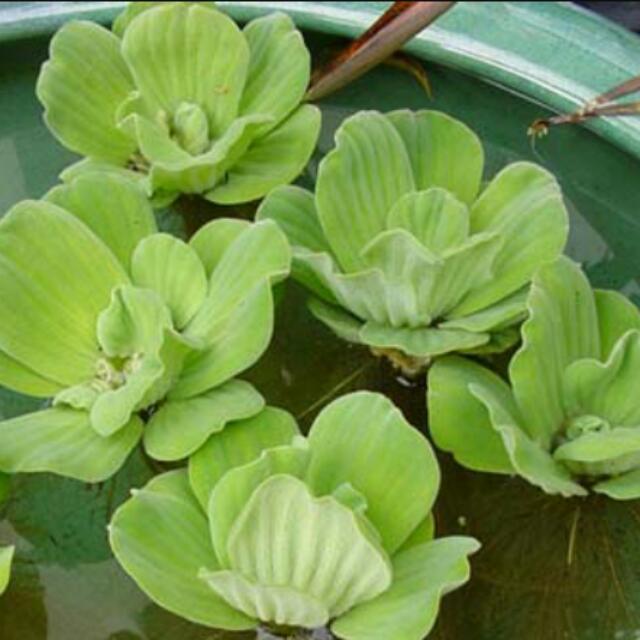 Pokok Kiambang Water Lettuce Pistia Stratiotes Home Furniture Gardening On Carousell