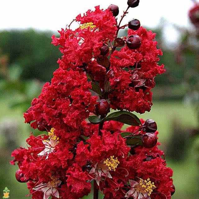 Lagerstroemia Crepe Myrtle Home Furniture Gardening On Carousell