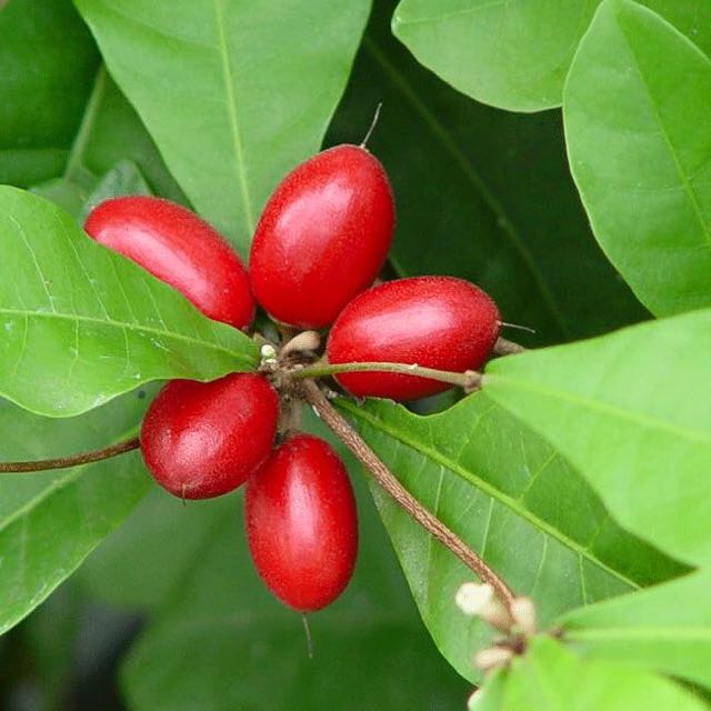 Miracle Fruit/Berry (Pokok Ajaib / Pokok Seribu Dinar 