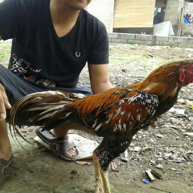 Jual Si Buser Gt Ayam Birma Saigon Magon Uk 7 Wrn Brumbu