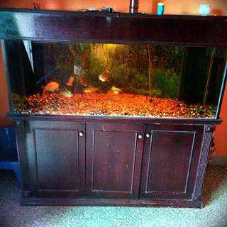 Fish Tank / Aquarium