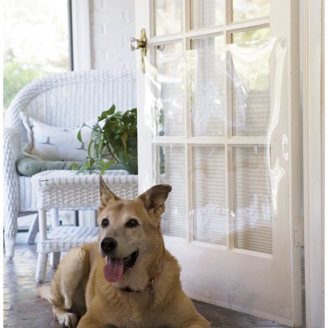 Can Dogs Scratch Glass Doors