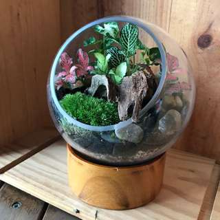 Open Terrarium With Wood Base