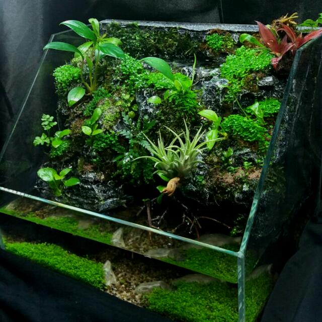 Planted Tank With Waterfall(Paludarium), Home & Furniture
