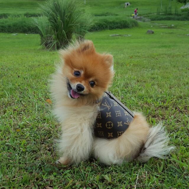 Free Louis Vuitton LV Dog Harness Leash For Tiny Dogs, Pet Supplies, Homes  & Other Pet Accessories on Carousell