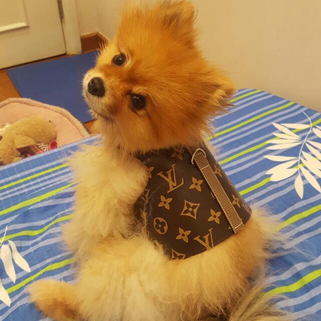 Free Louis Vuitton LV Dog Harness Leash For Tiny Dogs On Carousell