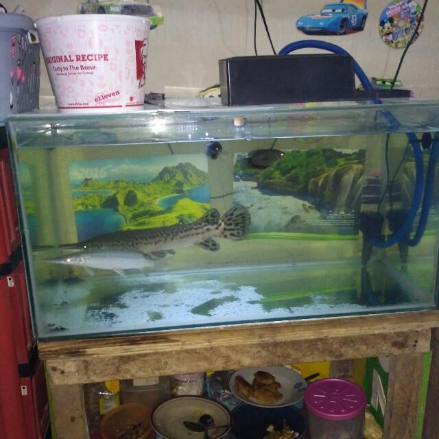 Di Jual Aquarium Ikan Buaya 2 Ekor Saringan Air Sama Lampu