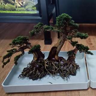 [RESERVED] Large Bonsai With Mini Fissiden