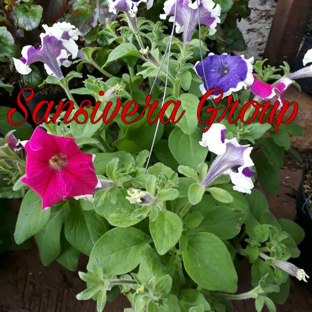 Gambar Bunga Petunia Ungu Gambar Bunga Hd