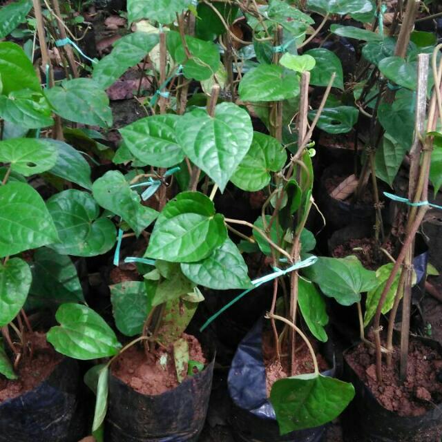 Tanaman Herbal Sirih Hijau Gardening On Carousell