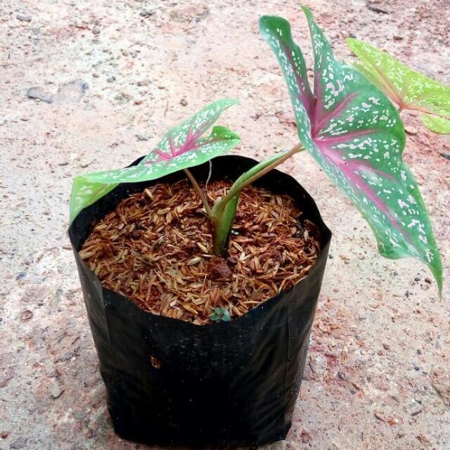 87+ Gambar Bunga Keladi Merah Paling Mekar 87+ Gambar Bunga Keladi Merah Paling Mekar