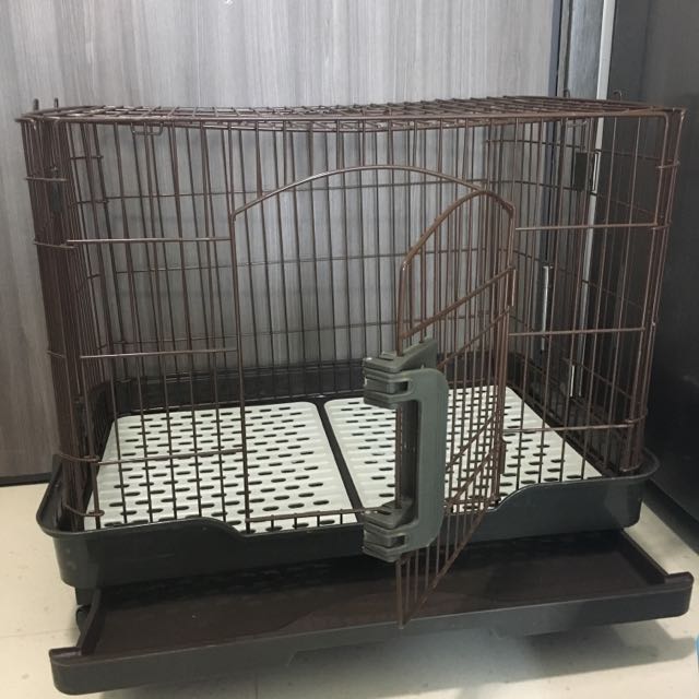 Pet lovers centre rabbit 2025