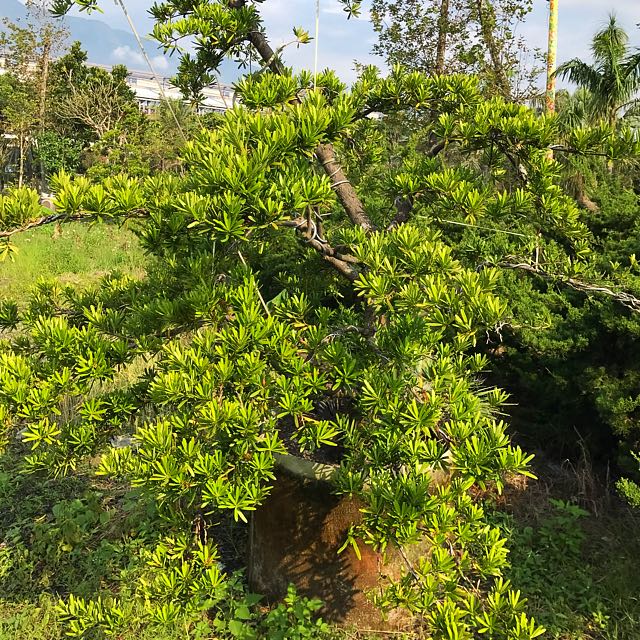 廉售庭園景觀樹 種類繁多 居家生活 園藝在旋轉拍賣