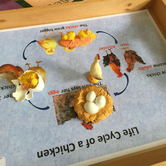 Montessori Chicken Life Cycle Figurines Babies Kids Toys Walkers On Carousell