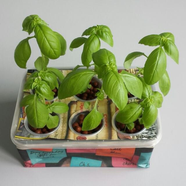 Hydroponics Diy Kit Gardening On Carousell