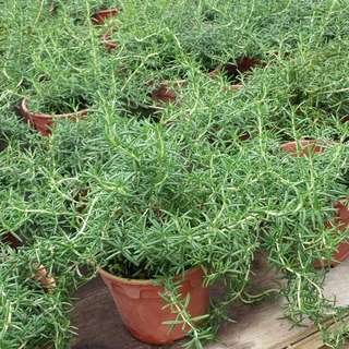 (Category: ) located in . Submitted by urban.cultivar (Listing ID 92457282, Image 1). Description: .
