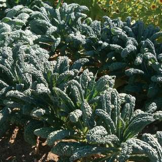 vegetable seed . toscano kale . organic