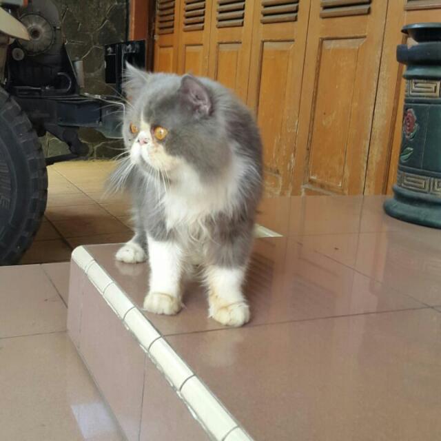 Kucing Persia Peaknose Longhair Barang Yang Dicari Di Carousell