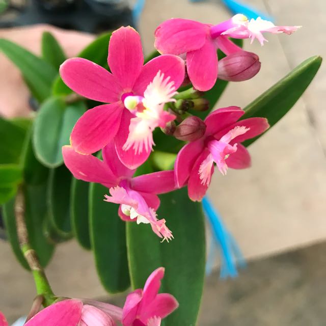Pink Epidendrum Orchid Gardening On Carousell