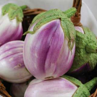 vegetable seed . eggplant . rosa bianca
